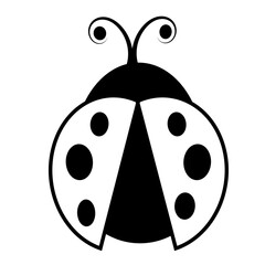 ladybug on white background