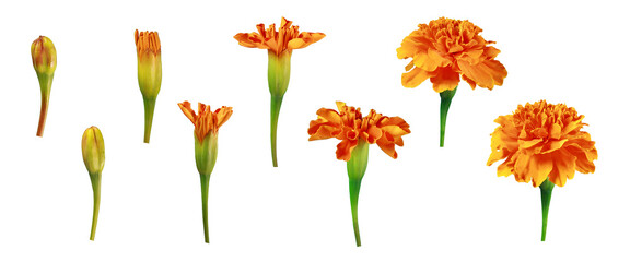 Stages of flower blooming in png. Set of orange marigold flowers. Stages of plant growth and development. Flowering cycle of a flowering plant.