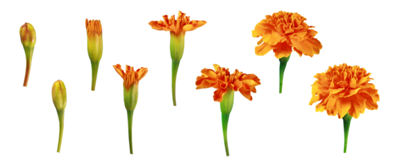 Stages of flower blooming in png. Set of orange marigold flowers. Stages of plant growth and development. Flowering cycle of a flowering plant.