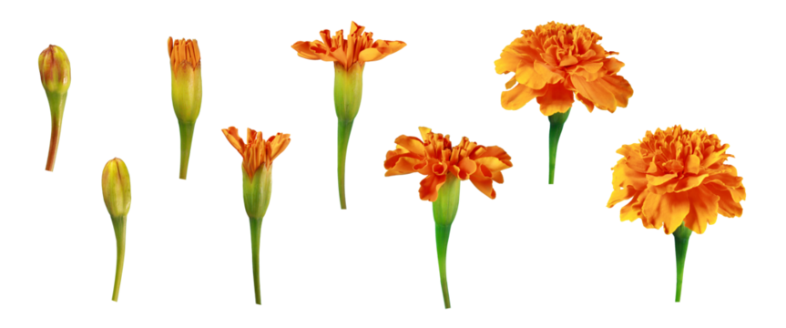 Stages of flower blooming in png. Set of orange marigold flowers. Stages of plant growth and development. Flowering cycle of a flowering plant.