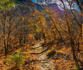 Fall Color on The McKittrick Canyon Trail, Guadalupe Mountains National Park, Texas, USA