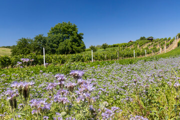 Landscape with vineyards, Slovacko, Southern Moravia, Czech Republic