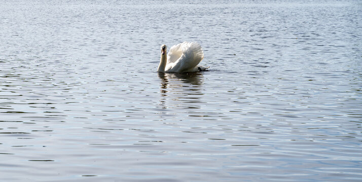 swan on a lake - Powered by Adobe