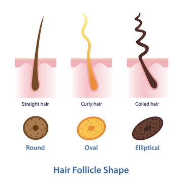 Diagram of hair follicle shape vector illustration isolated on white background.