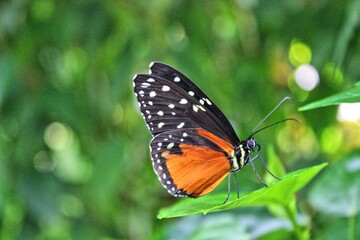 Beautiful butterfly sitting on green plant leaf. Insect with black wings and orange segments with dots. Side view. Close up.
