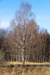 Fototapeta premium Birch