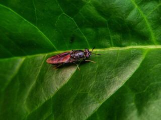 Hermetia illucens on leaf