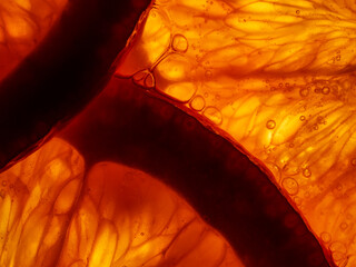 juicy slices of orange, macro photography