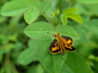 Fototapeta na wymiar Skipper butterfly on leaf