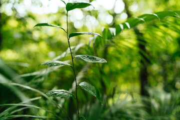 Naklejka premium Green leaves in tropical forest