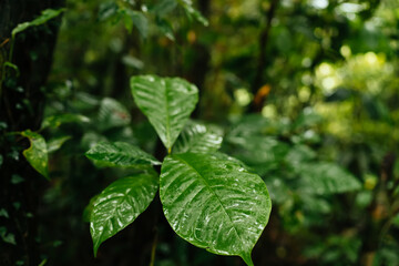 Green wet leaves in forest