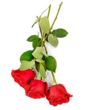 Bouquet of roses isolated on white . Free space for text.