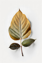 leaf