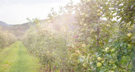 Apple orchard. Picture of ripe apples in the garden ready for harvest, morning shot. High quality photo