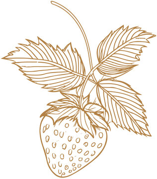 Strawberry Sketch Line Art Icon