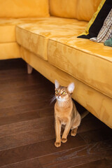 Fototapeta na wymiar A purebred Abyssinian cat sits near a yellow sofa in the room
