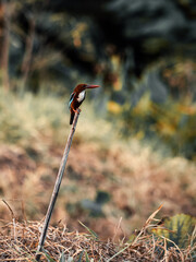 kingfisher on a branch