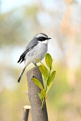 closeup the small grey white wagtail birds sitting and holding on orange tree branch soft focus natural green brown background.