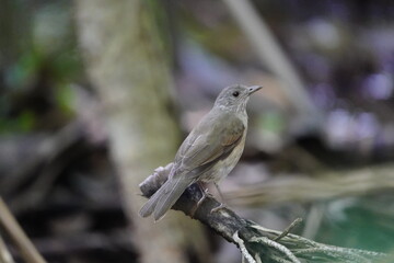 The pale-breasted thrush (Turdus leucomelas) is a species of bird in the family Turdidae. Manaus, Amazonas – Brazil.