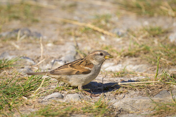 A female House Sparrow looking for food