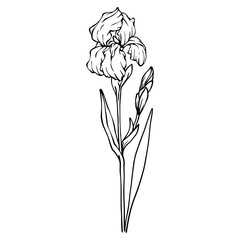 Linear sketches of spring iris flowers.Vector graphics.