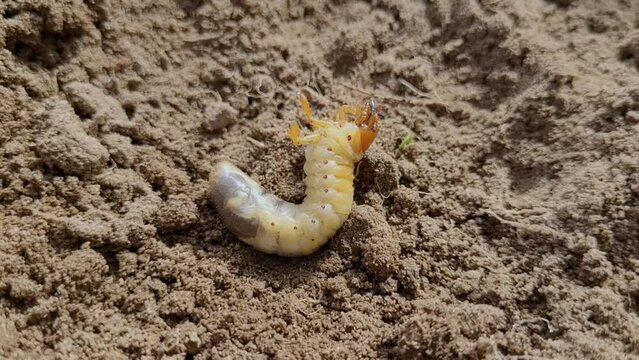 Close up of white grub Chafer burrowing into the soil. The larva of a chafer beetle, sometimes known as the May beetle, June bug or June Beetle