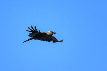 A Western Jackdaw in flight blue sky