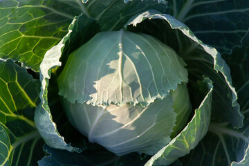 Obraz premium Fresh cabbage close-up. A green vegetable grows in the garden.