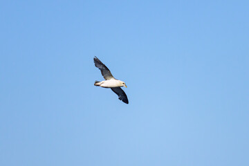 Obraz premium A Northern Fulmar in flight blue sky