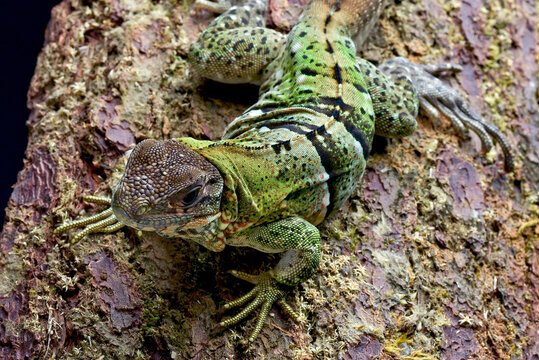 Close-up of a Spiny tailed iguana on  a tree, Indonesia
