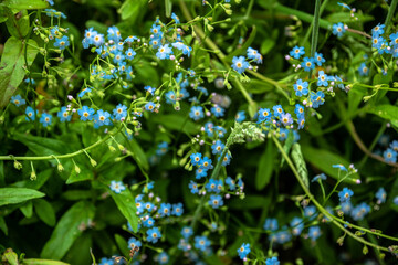 Blue Wildflower Blurred Bush