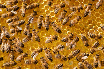 Motion blurred bees working with honey on a frame with honeycombs