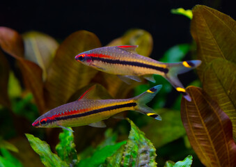 Denison barb (Sahyadria denisonii) isolated on a fish tank.