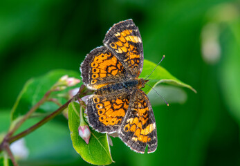 Pearl Crescent Butterfly on a Northwoods Wild Flower