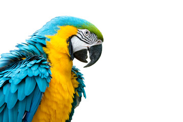 Blue-and-yellow macaw isolated (Ara ararauna)