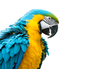 Blue-and-yellow macaw isolated (Ara ararauna)