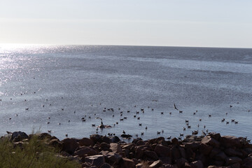 Océano de gaviotas