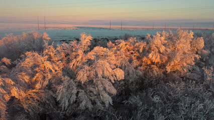 Bright orange reflection on frost-frozen trees