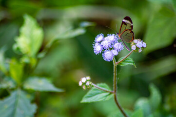 Butterfly perched on a flower