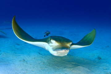 Pez Obispo en el fondo del mar © IKER