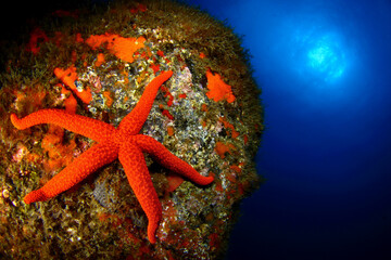 Estrella de mar sobre pared del arrecife