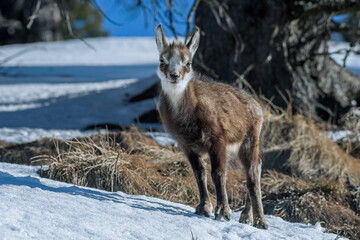 Young alpine chamois (Rupicapra rupicapra) standing in a snowy forest on a sunny winter morning in the Italian Alps, January.