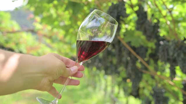 Beautiful woman dreaming tasting red wine enjoying summer stay in vineyards on lovely sunny day. woman drinking red wine at vineyard. harvest season. High quality photo