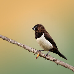 White-rumped Munia