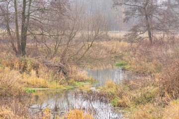 A stream among grasses and trees on a gloomy autumn day. Autumn.