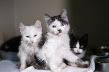 three young black and white cats sitting in the veterinary box. High quality photo