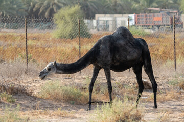 Black Dromedary camels (Camelus dromedarius) eating trees in the United Arab Emirates desert sand.