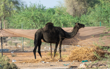 Black Dromedary camels (Camelus dromedarius) eating trees in the United Arab Emirates desert sand.