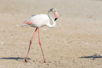 A greater flamingo (Phoenicopterus roseus) United Arab Emirates (UAE)