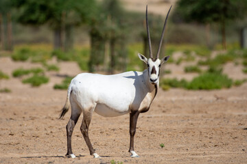 An arabian oryx (Oryx leucoryx) critically endangered resident of the Arabian Gulf stands in the hot desert sand. - obrazy, fototapety, plakaty
